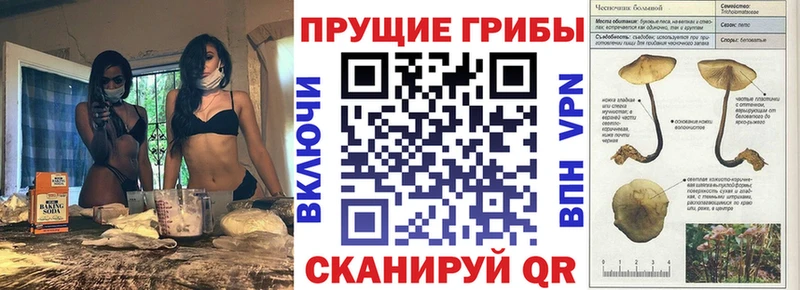 сайты даркнета формула  Керчь  Псилоцибиновые грибы Cubensis 